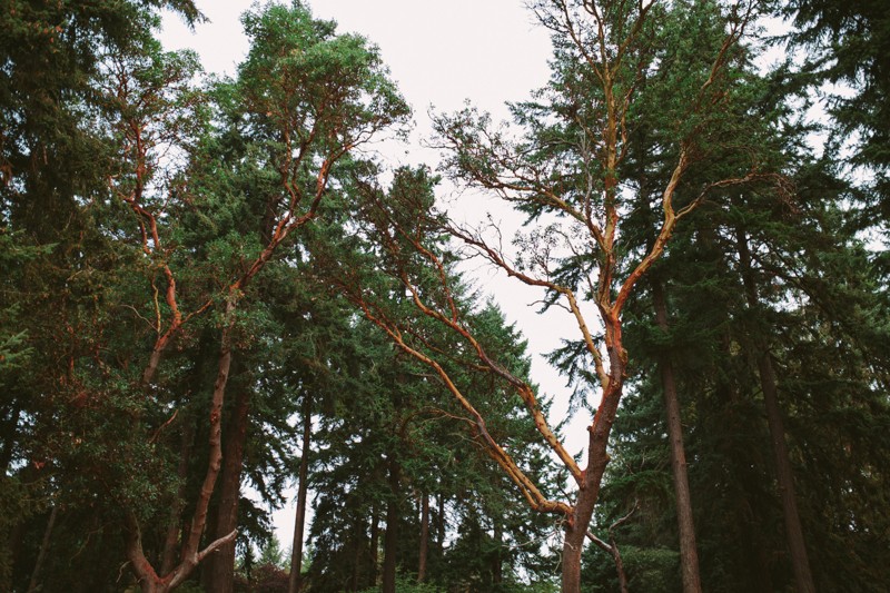 Tree detail in Lincoln Park in Seattle, Washington.