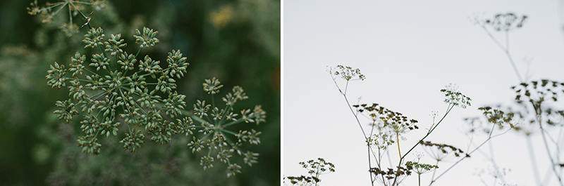 Fresh Dill growing in a garden in Bremerton, Washington. 