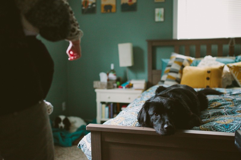 Black dog laying on a colorful patterned bed. 