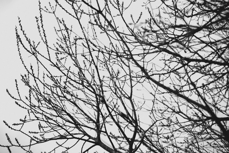 Pussy Willow tree branches in Winter, at Indianola Beach, in Washington State.