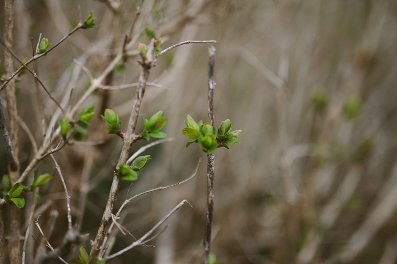 New life blooming in Winter, at Indianola Beach, in Washington.