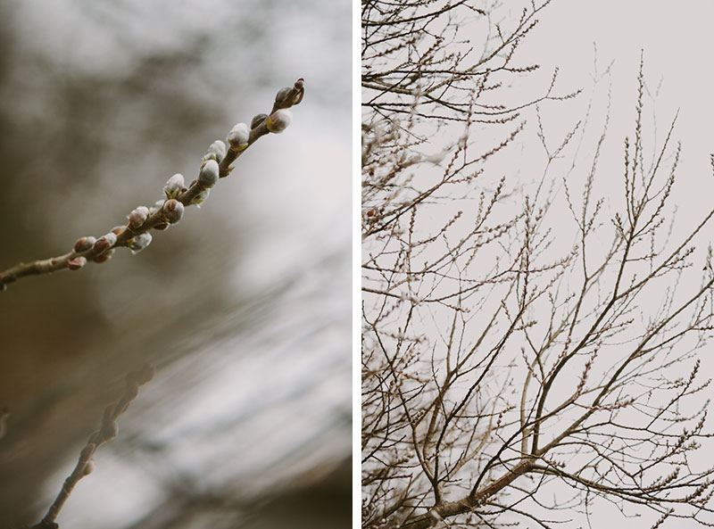 Beautiful winter Pussy Willow tree and branch detail.