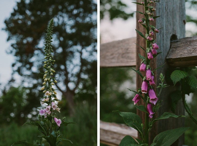 Foxglove at dusk in the countryside in Kitsap County, WA.