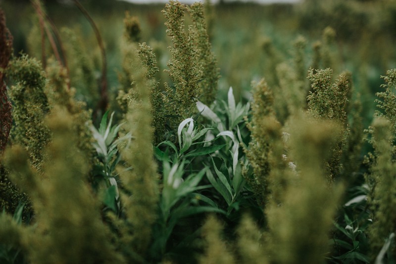Beautiful beach vegetation at Fort Worden beach in Port Townsend, WA.