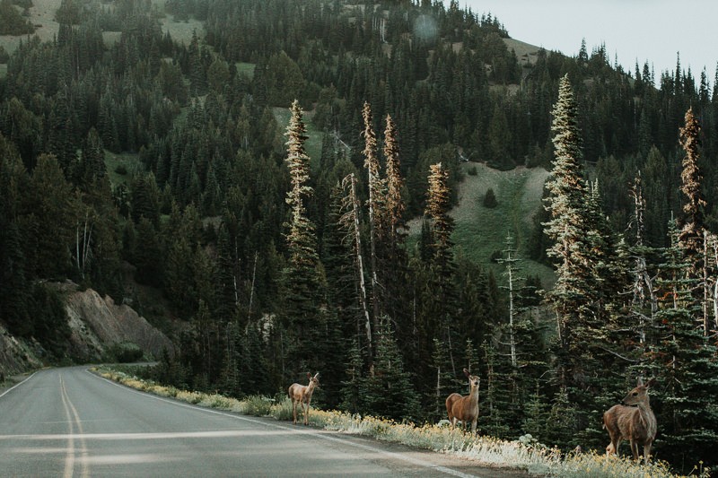 Olympic National Park in summer. 