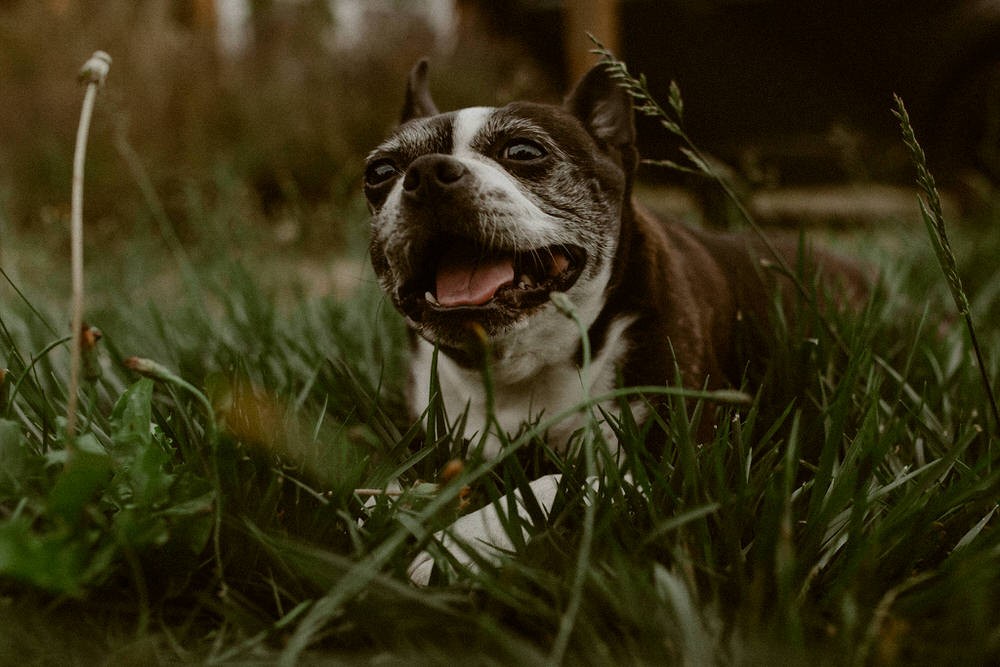 Cute Boston Terrier dog rolling in the grass.